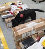 pies służbowy Bella w trakcie kontroli przesyłek kurierskich