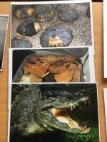 Fotografie okazów podlegających pod konwencję CITES. Zdjęcia żółwi owiniętych w folię, torebek ze skóry zwierzęcej oraz krokodyl, będacy częstą ofiarą kłusowników.